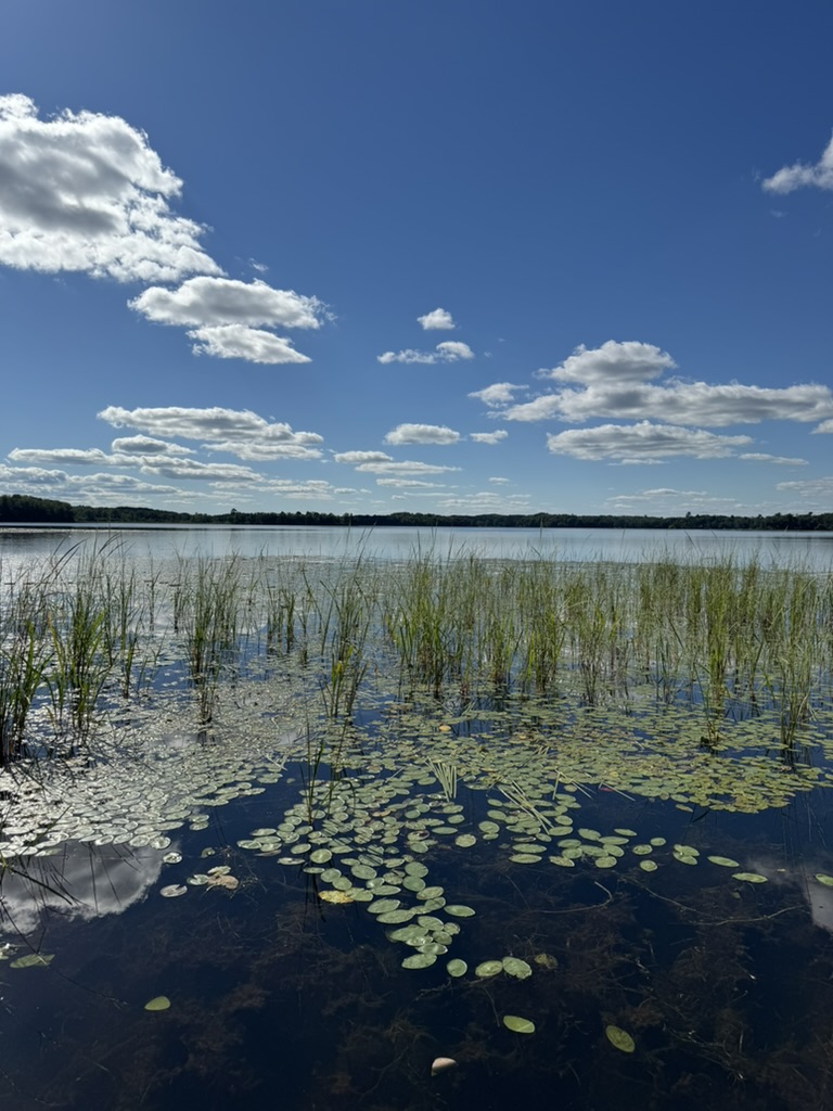 A lake on a sunny day, with reeds and lily pads in the foreground.
